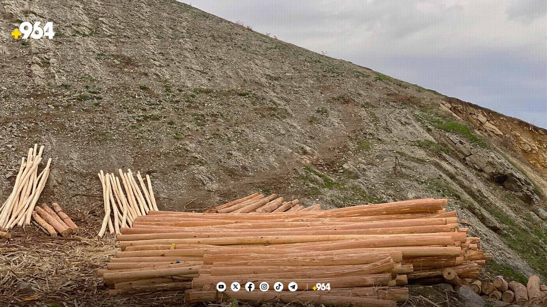 ئه‌سپینداره‌كانی دۆڵی ئالانە پێش کاتی خۆیان بڕانه‌وه‌