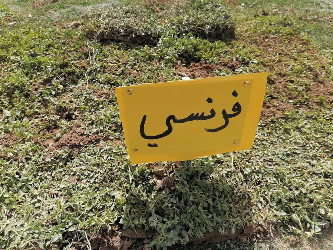 “بزايز بهرز” مركز زراعة “الثيل” في العراق.. تسوّق 5 أنواع للمنازل وملاعب الكرة
