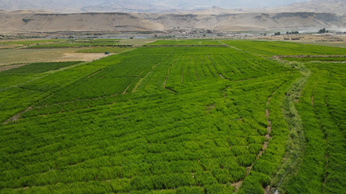 وریابە تێنەکەویت؛ لە بازاڕدا برنجى خراپ بە ناوى بانیخێڵانەوە دەفرۆشرێت