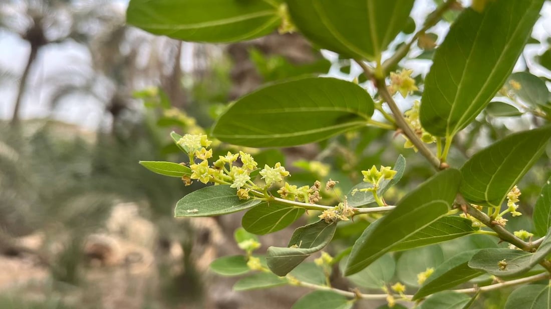 صور: رائحة السدر تملأ أرجاء البصرة.. أزهار النبك تفتحت والمثبّت يحميها من المطر