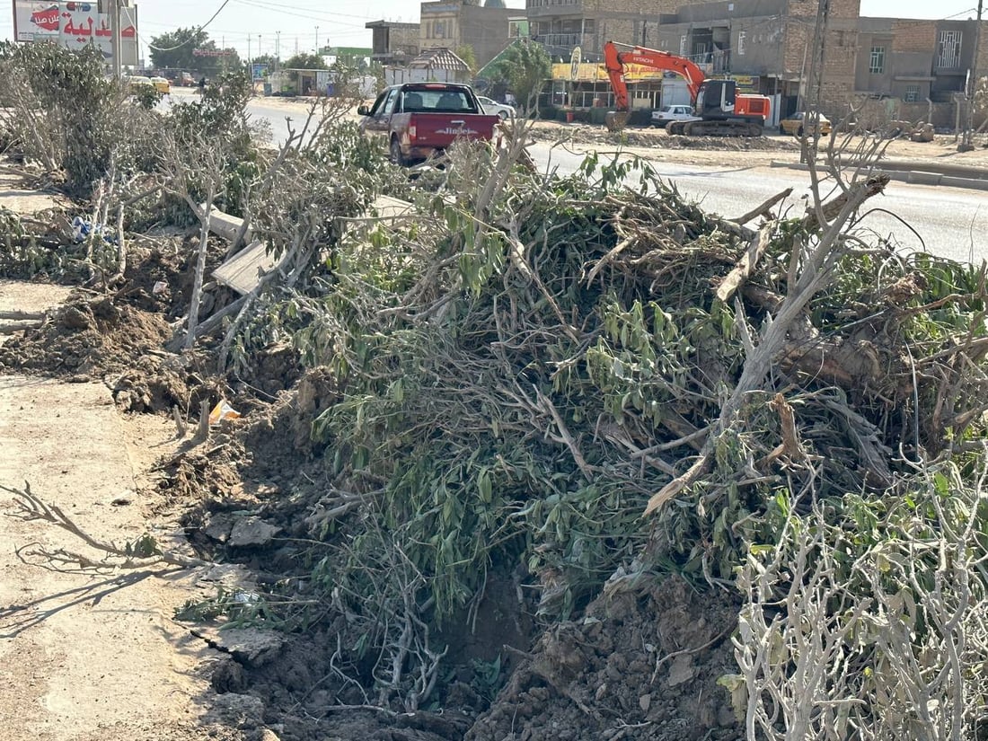 بلدية الديوانية تقتلع أشجار “الكاربس” لإنقاذ البشر وشبكات الصرف الصحي