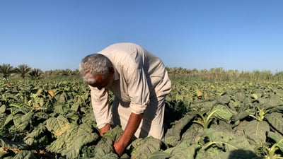 هل شاهدتها سابقاً؟.. حقول التبغ العراقي الفاخر حول طويريج لأفضل نَفس نركيلة!