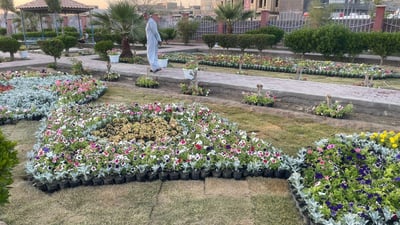البصرة تقدّم 20 ألف وردة من السناريا والرازقي لعيد الفطر