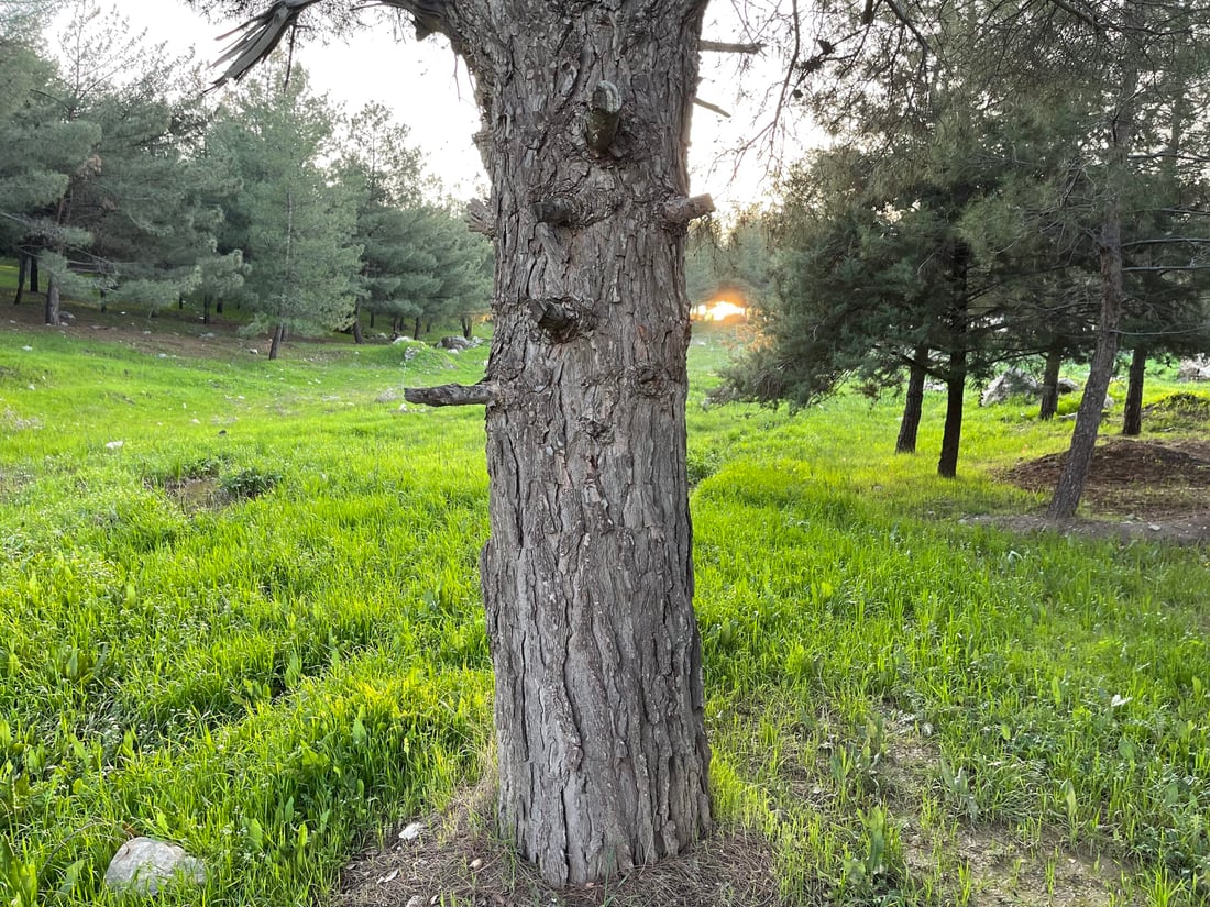 صور: أكبر شجرة في غابة طاسلوجة امتصت 945 كغم من CO2