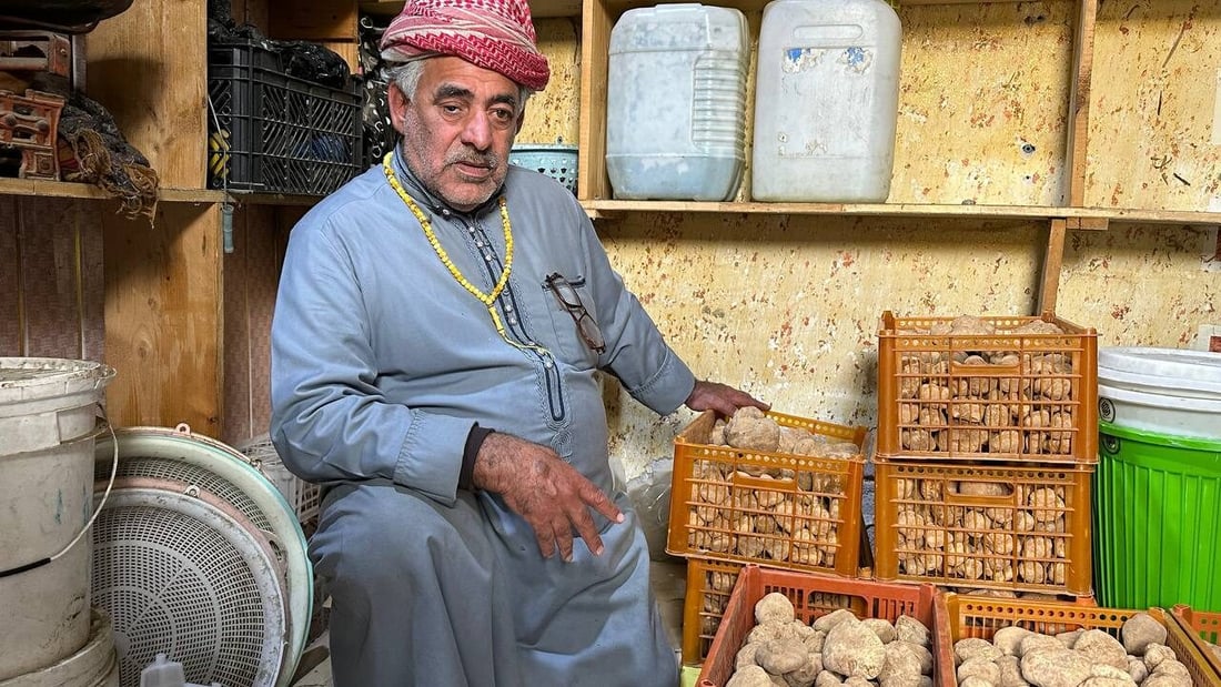 تلفون بصرة كويت لا يهدأ.. كمأ “أحرگ” بـ125 ألفاً من الأنبار حتى الزبير (صور)