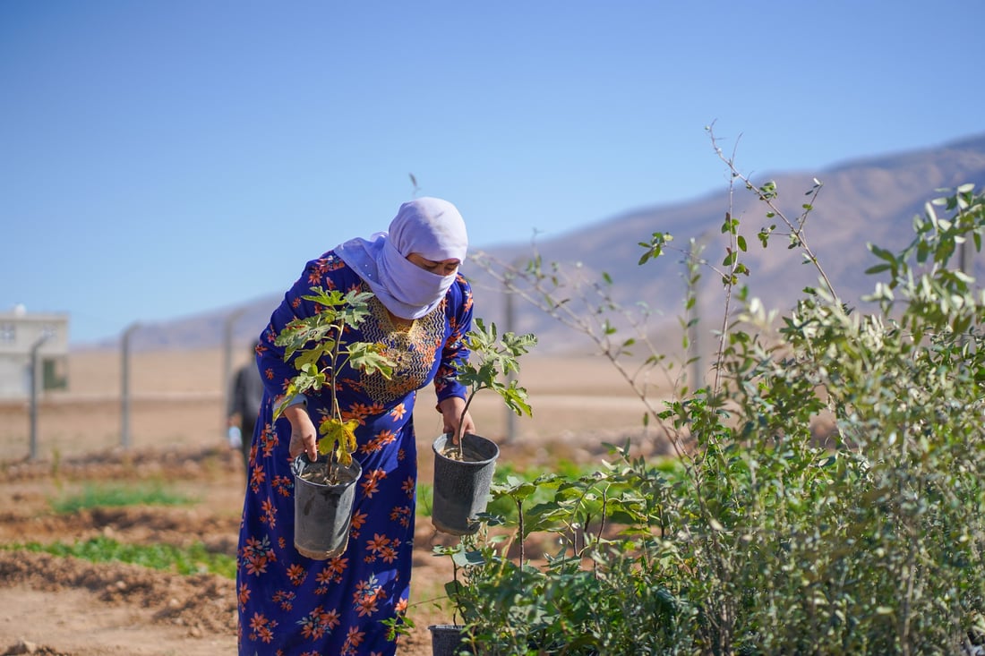نەتەوە یەکگرتووەکان  10 هه‌زار نه‌مامى به‌سه‌ر 100 جوتیار دابه‌شكرد