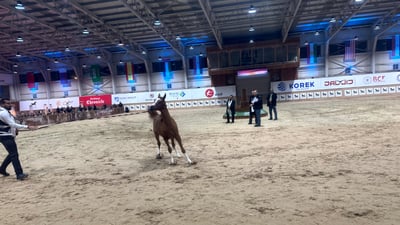 Erbil Equestrian Club hosts Arabian horse championship