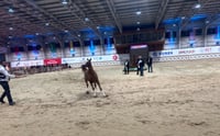 Erbil Equestrian Club hosts Arabian horse championship