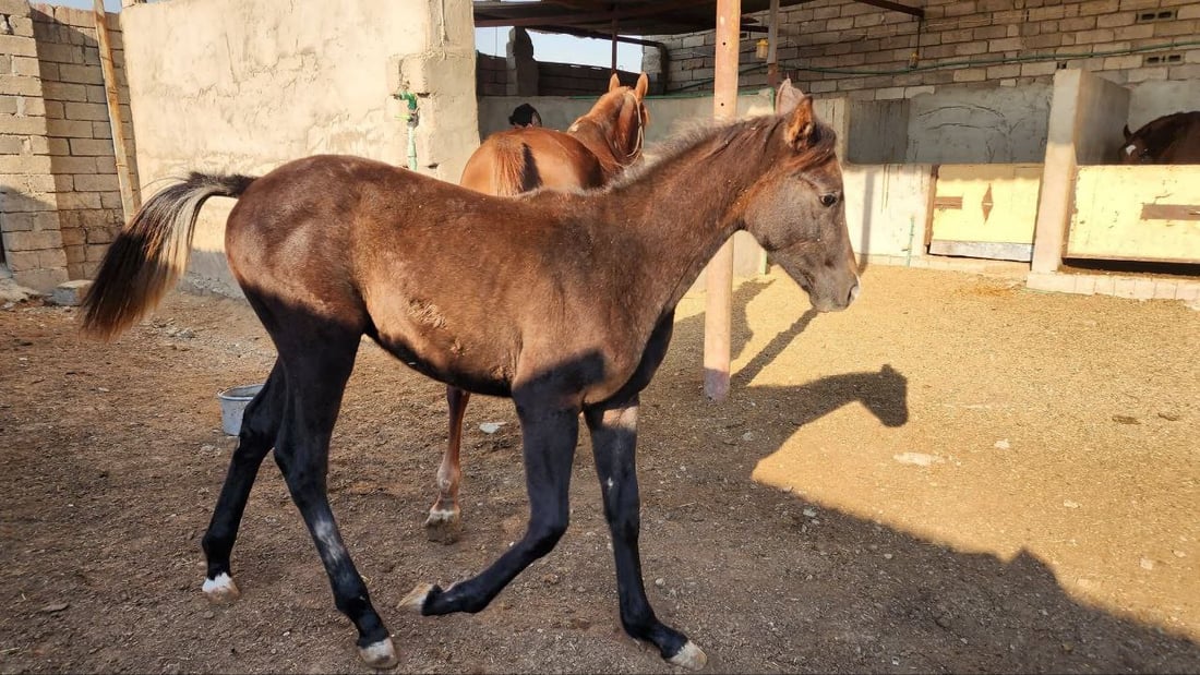 زراعة نينوى توثق خيول تلكيف.. هويات وقاعدة بيانات لرفع الحظر عن العراق (صور)