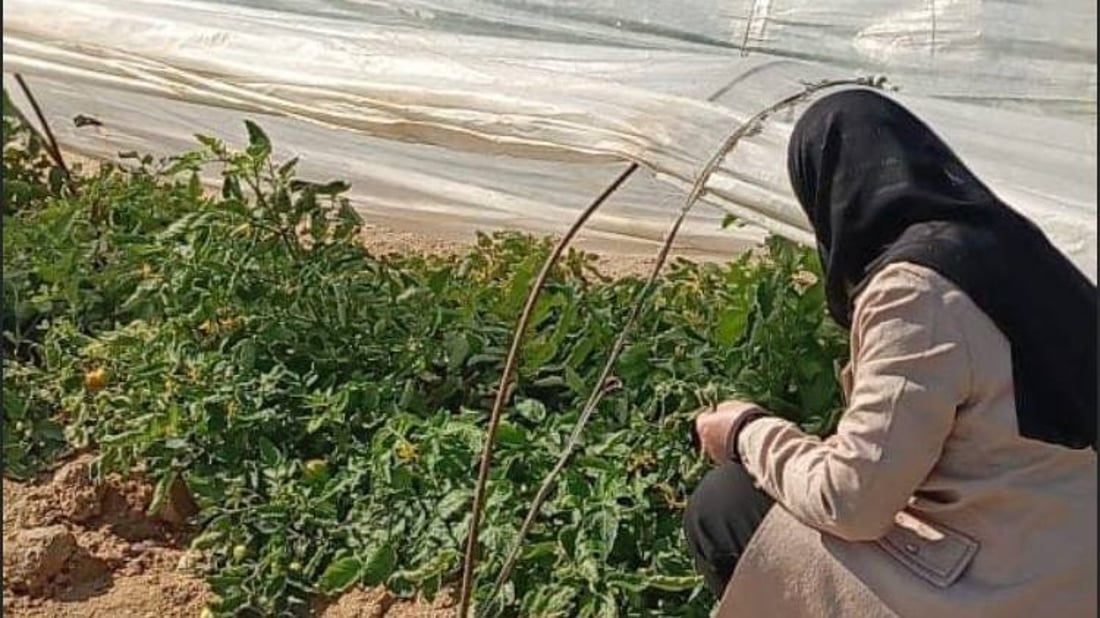 حشرة أميركية تهاجم طماطم الزبير.. حملة في البصرة للقضاء على “حفارة الأوراق”