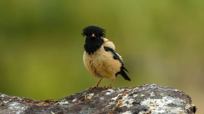 Rosy starling bird reappears in Penjwen after decade-long absence