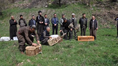 100 كه‌وى له‌ راوچییه‌كان كڕییه‌وه‌ و ئازادى كردن