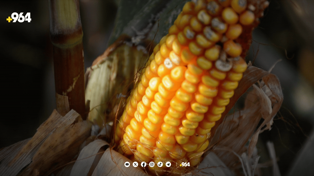 لە سنووری بەردەڕەش دروێنەی گەنمە شامی دەستیپێکرد