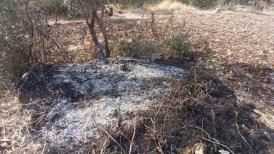کۆمەڵێک داری تەڕی بڕییەوە و بنەکانیشی سووتاندن؛ دەستگیر کرا
