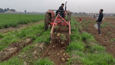 فيديو من الحقول: بطاطا الموصل طازجة وجاهزة لكنك لن تراها قبل 300 دينار للكيلو!