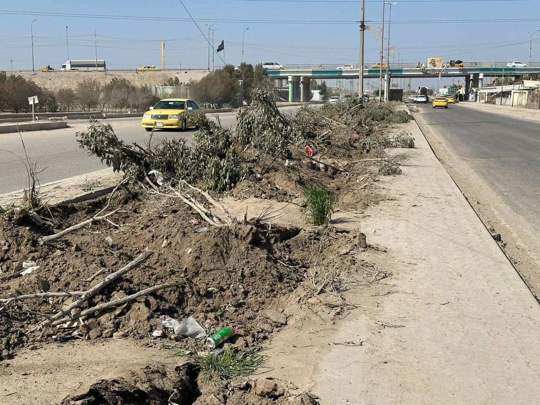 بلدية الديوانية تقتلع أشجار “الكاربس” لإنقاذ البشر وشبكات الصرف الصحي