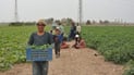 Cucumber harvest underway in Balad district as farmers benefit from strong pickle factory demand