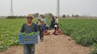 Cucumber harvest underway in Balad district as farmers benefit from strong pickle factory demand