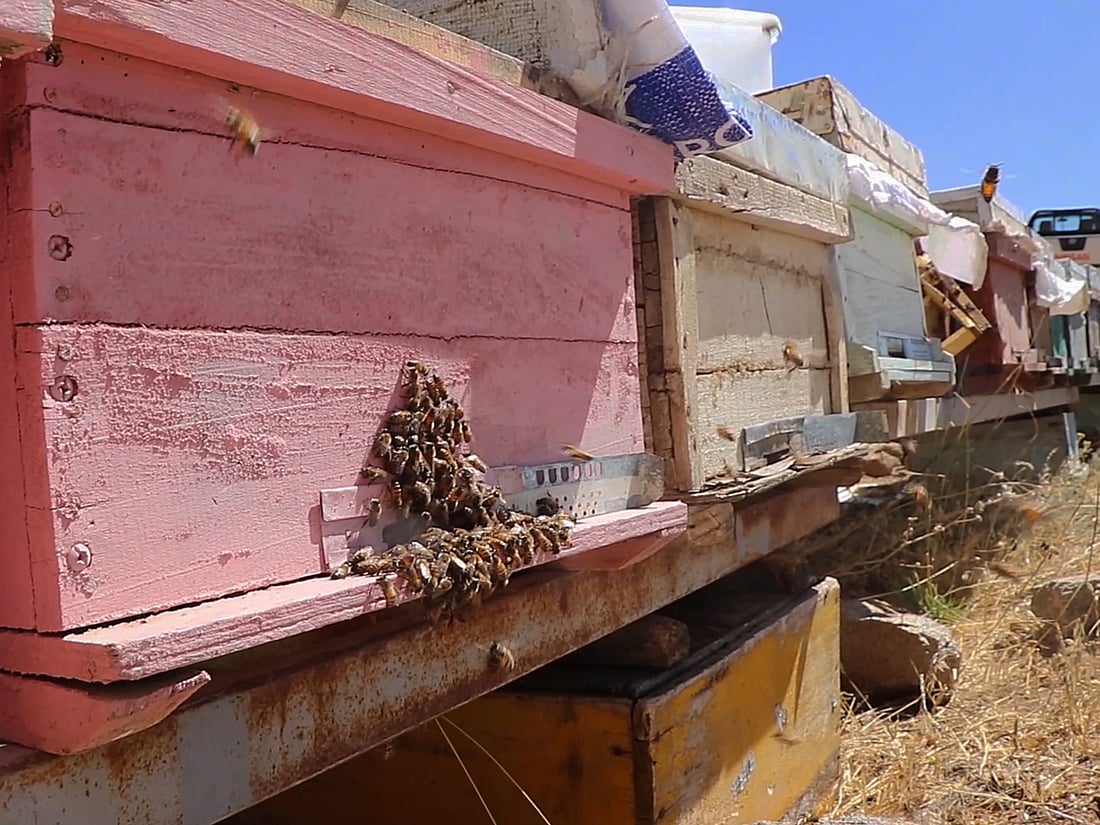 ئەمساڵ بەرهەمی هەنگوین لەپشدەر لە نیوە کەمتر بووەتەوە