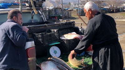 17 ساڵە لە زەڕایەنەوە بۆ کارکردن دەچێتە پێنجوێن