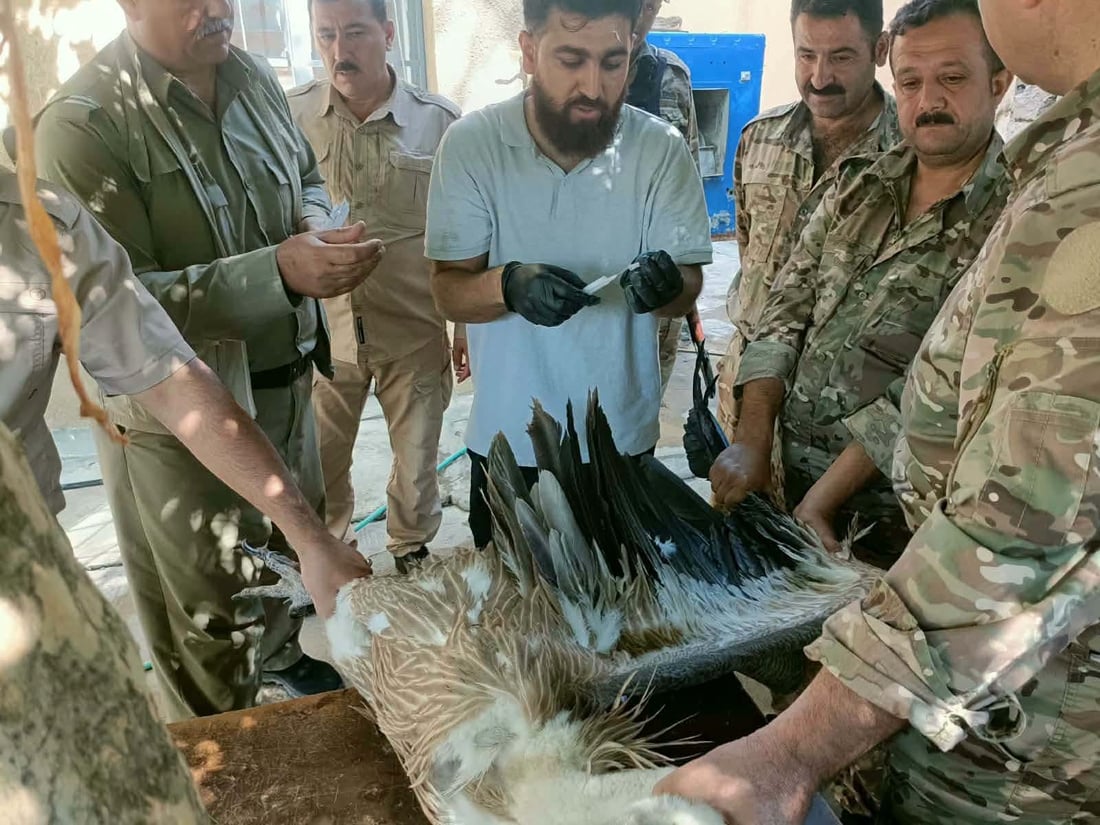 چارەی داڵێکی نەخۆشیان کرد و بە سروشت شادی دەکەنەوە