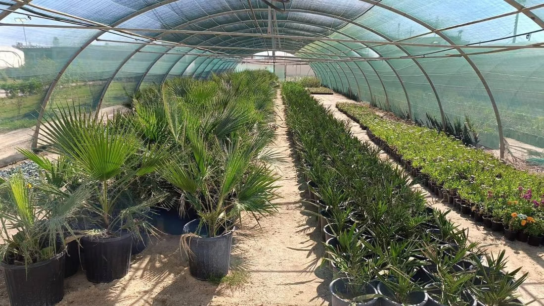 Abu Al-Khaseeb municipality launches major planting campaign