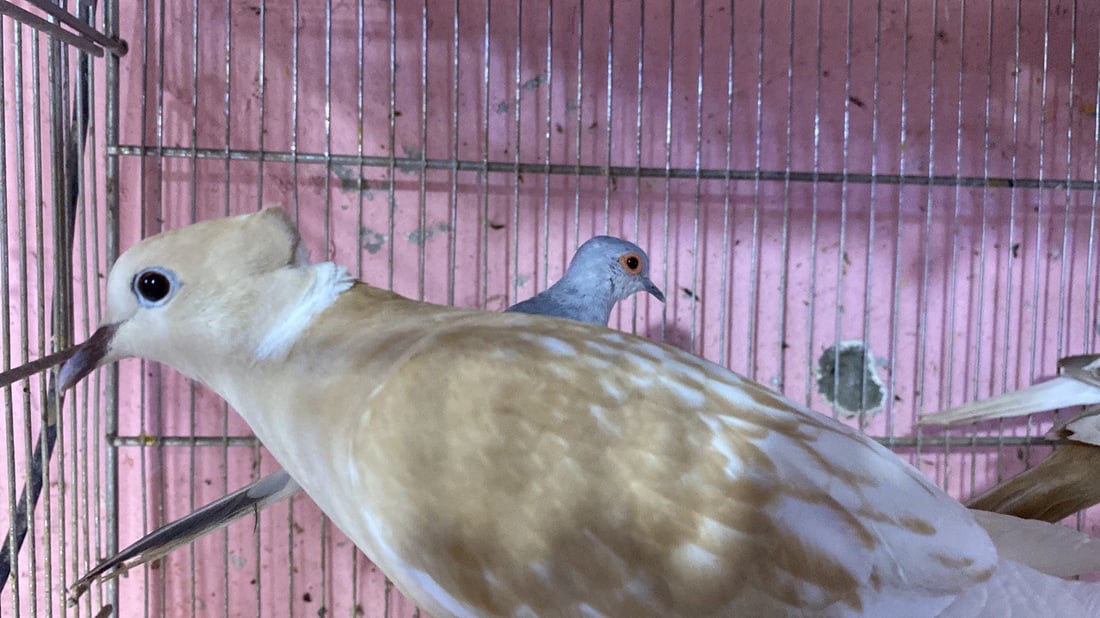 الناصرية: “الحمام الملكي” يمتع عشاق الطيور.. جميل ويطرد “الأرواح الشريرة” (صور)