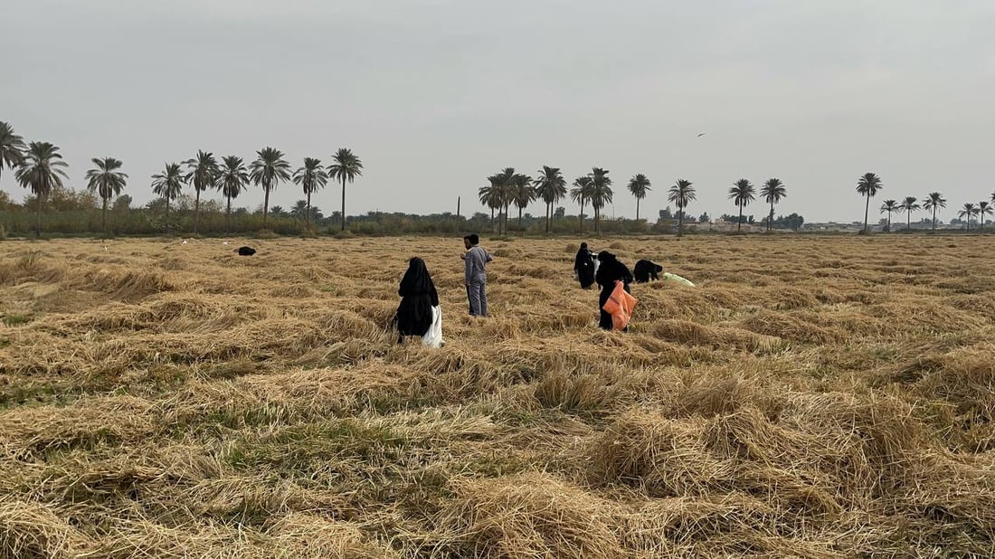 “البلشون” تشهد موسم حصاد الشلب في المشخاب.. الرجال والنساء يشاركون (صور)