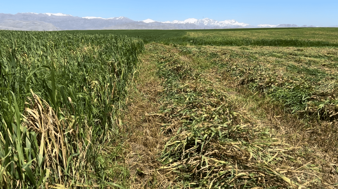 جوتیارانی راپەڕین ترسیان هەیە بێ بەرهەمی گەنم بن