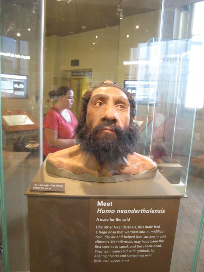 60 ساڵ لەمەوبەر کەللەسەرێکی دیکەی مرۆڤی نیاندرتاڵ دروستکراوەتەوە