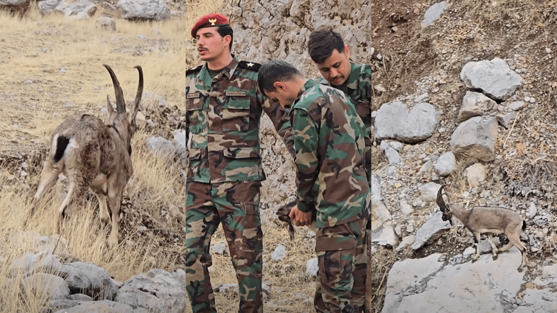 نێریەکێوییەک تیمار کرا و بە سروشت شاد کرایەوە