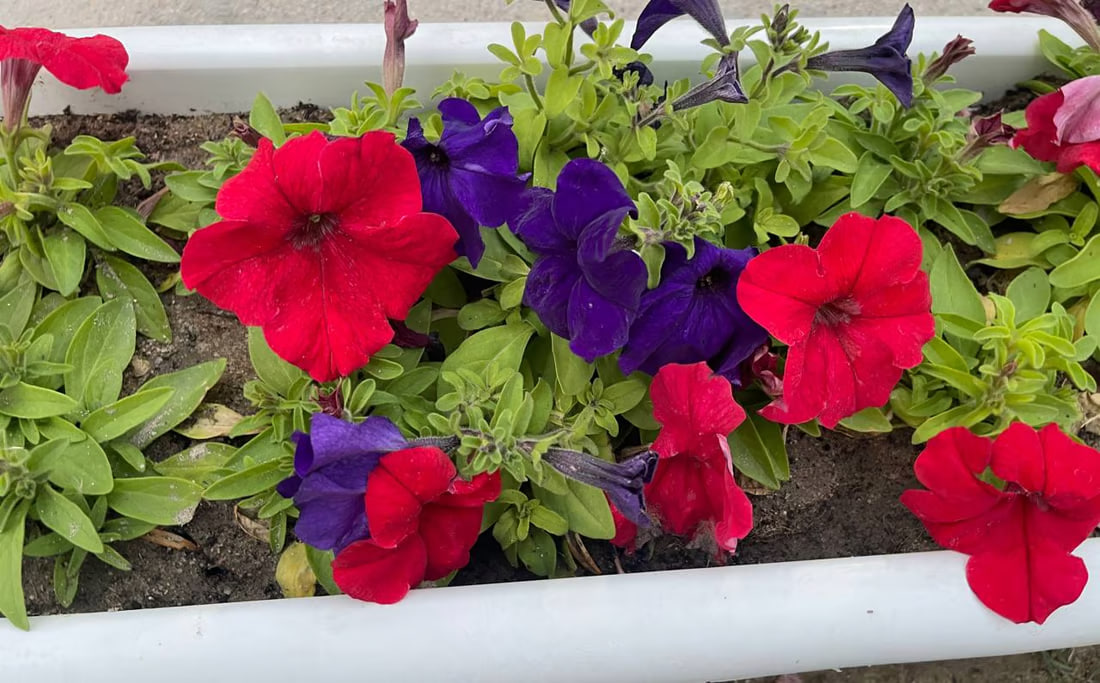 Basra’s city municipality hosts flower exhibition