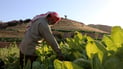 Sinjar’s tobacco growers: a crop that needs ‘the work of a tailor’