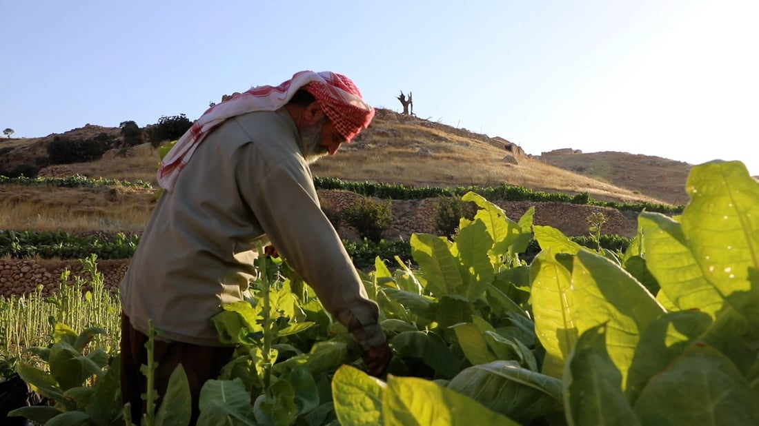 Sinjar’s tobacco growers: a crop that needs ‘the work of a tailor’