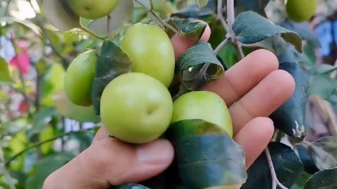 صور: مزارع بصري ينجح بتطعيم النبق التايلندي.. ثمرة بحجم كف اليد وكل 10 حبات كيلو!