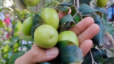 صور: مزارع بصري ينجح بتطعيم النبق التايلندي.. ثمرة بحجم كف اليد وكل 10 حبات كيلو!