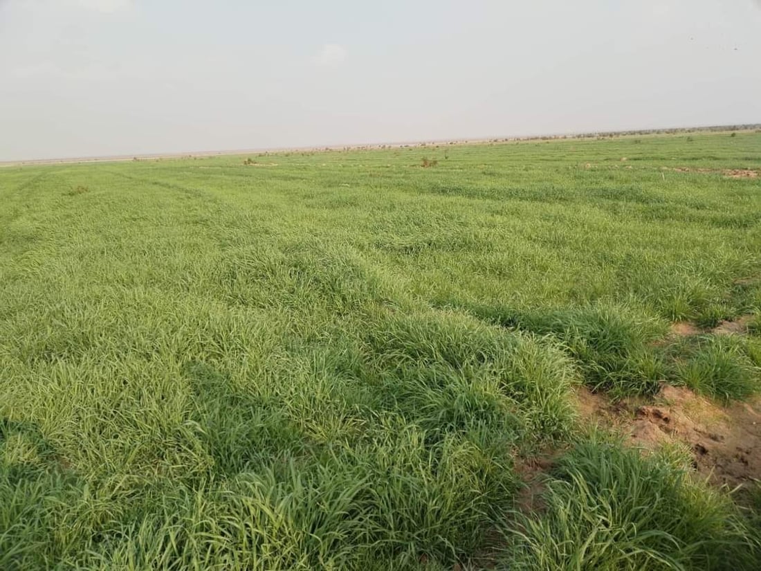 بعد سنوات القحط.. مراعي حمرين تنتعش وقطعان الماشية تتزاحم على ضفافها