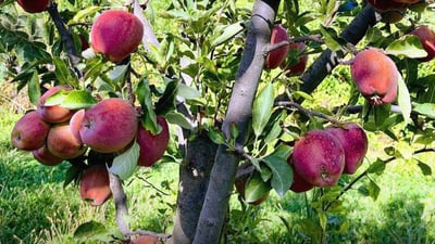 دهۆك نایه‌وێت سێوه‌كه‌ى به‌روارى باڵا له‌ به‌ناوبانگییه‌كه‌ى بكه‌وێت