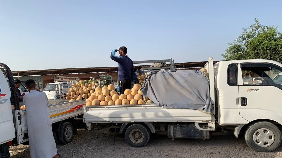 بطيخ الرضوانية وصل اليوم.. التجار جاؤوا من كل مكان بحثاً عن الراني والشوكي (صور)