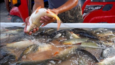 فيديو: 4 بدل 7 آلاف.. كرار يكتسح الكوت بطنّ سمك رخيص يومياً