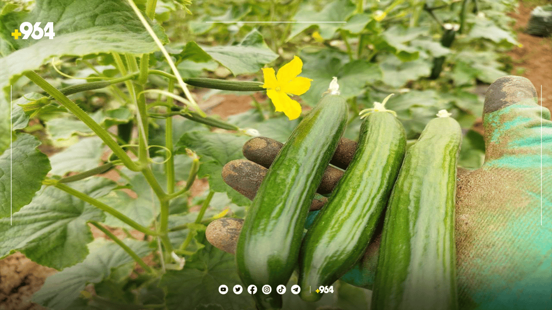 له‌ گوندێکی ئاکرێ رۆژانه‌ سێ تۆن خەیار بەرهەم ده‌هێندرێت