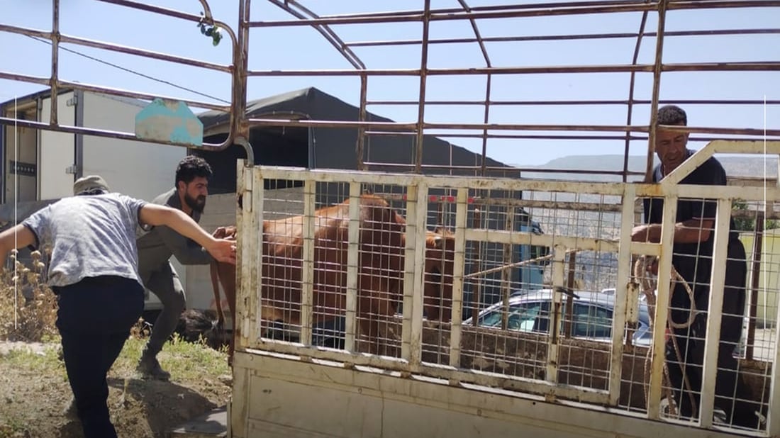 هه‌ڵمه‌تى ده‌ستبه‌سه‌رداگرتن ئاژه‌ڵى به‌ڕه‌ڵا و سزادانى خاوه‌نه‌كانیان  له‌ سۆران ده‌ستیپێكرده‌وه‌