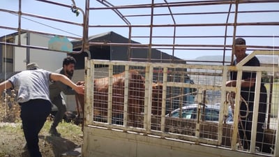 هه‌ڵمه‌تى ده‌ستبه‌سه‌رداگرتن ئاژه‌ڵى به‌ڕه‌ڵا و سزادانى خاوه‌نه‌كانیان  له‌ سۆران ده‌ستیپێكرده‌وه‌