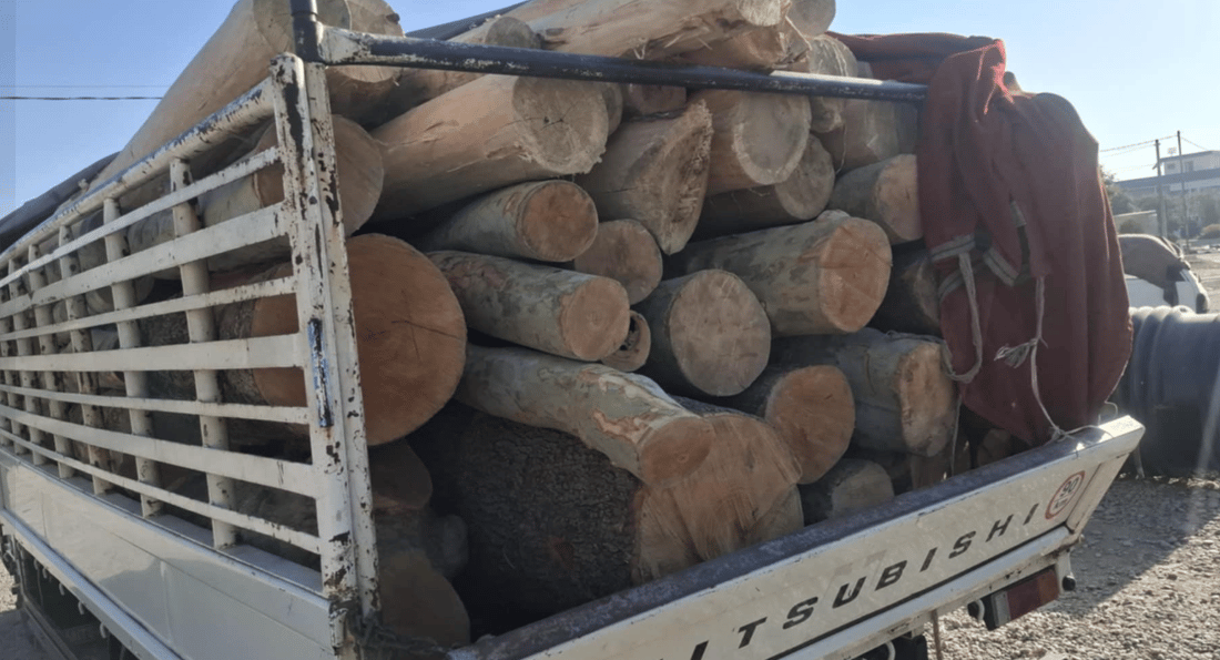 دوو کەس بە پیکابێک دارەوە دەستگیر کران 