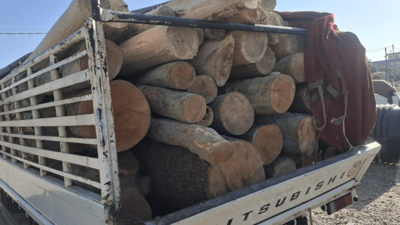 دوو کەس بە پیکابێک دارەوە دەستگیر کران 