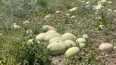 رەنجی بەخەسار بوو تەنیا ماندوو بوونی بۆ مایەوە