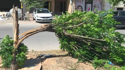 تیمی باخچەکان دارە شکاوەکانی سلێمانی کۆدەکەنەوە