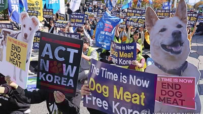 خواردنى گۆشتى سەگ قەدەغەکرا