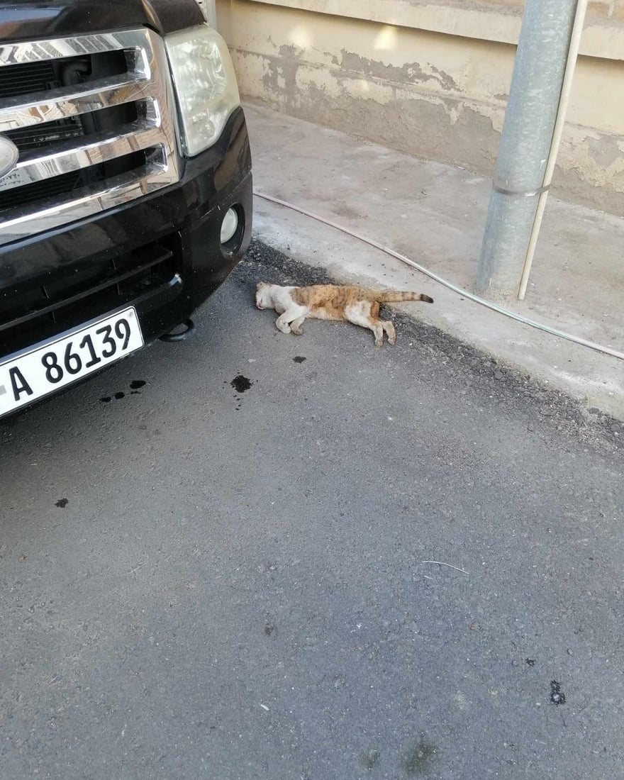 پشیلەیەک کارەبای گەڕەکێک دەکوژێنێتەوە