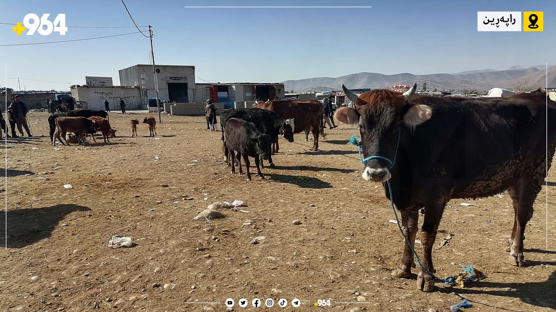 خواست لەسەر ئاژەڵی ناوخۆیی زیادی کردووە